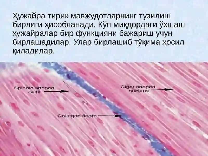 Одам органлар тизими 4