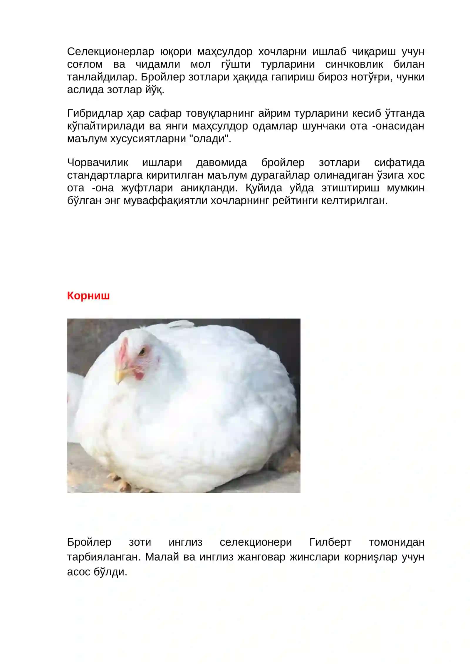 Парранда гўшти етиштириш 4