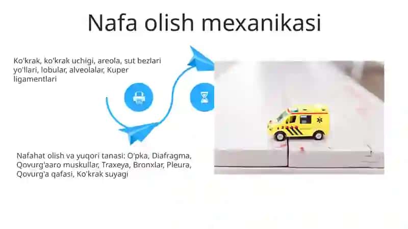 Nafaas olish & Yuqori Tana Anatomiyasi 4