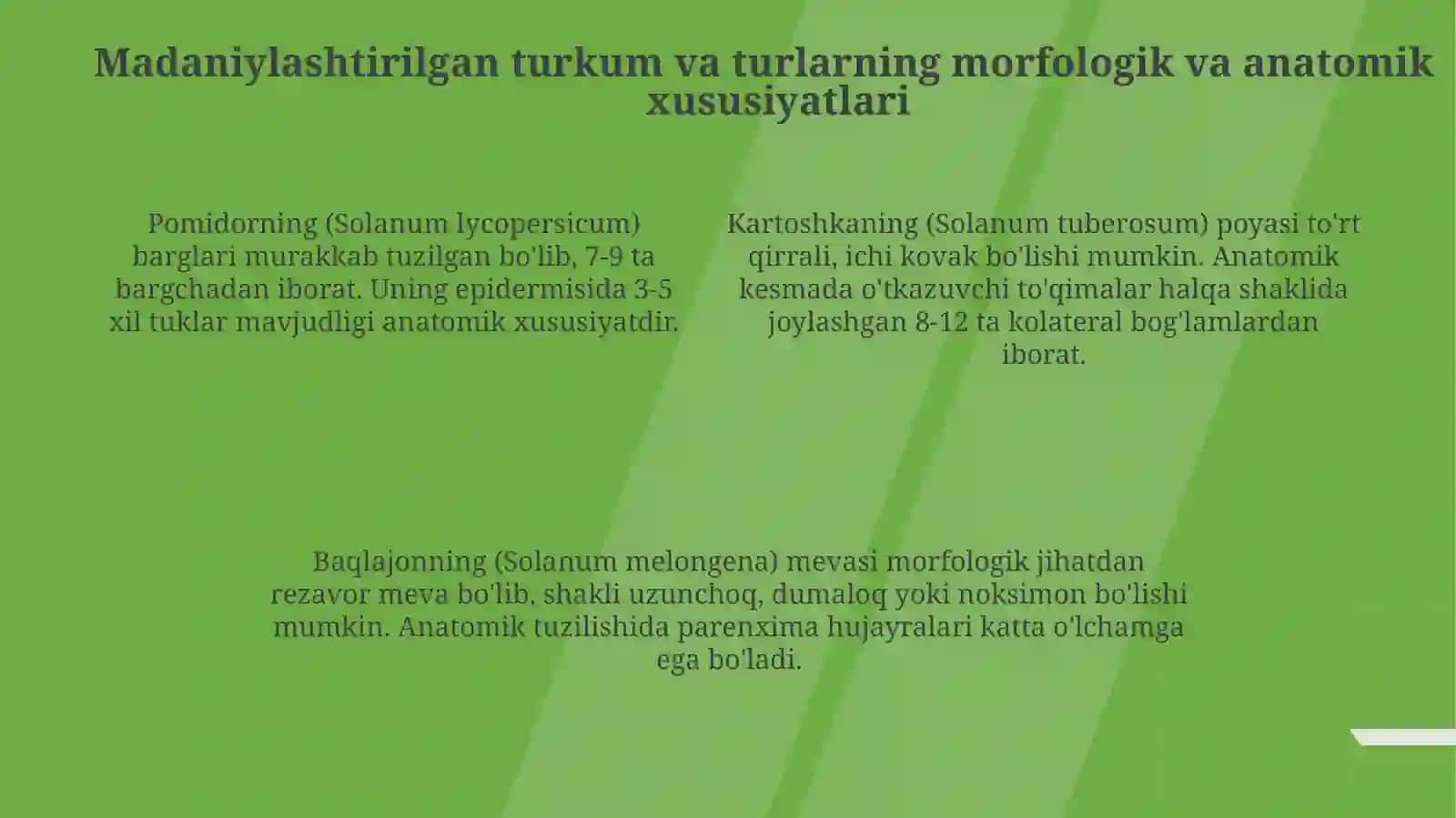 Solanaceae oilasi 4
