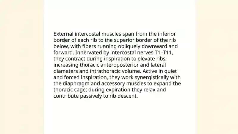 The brething muscles 4
