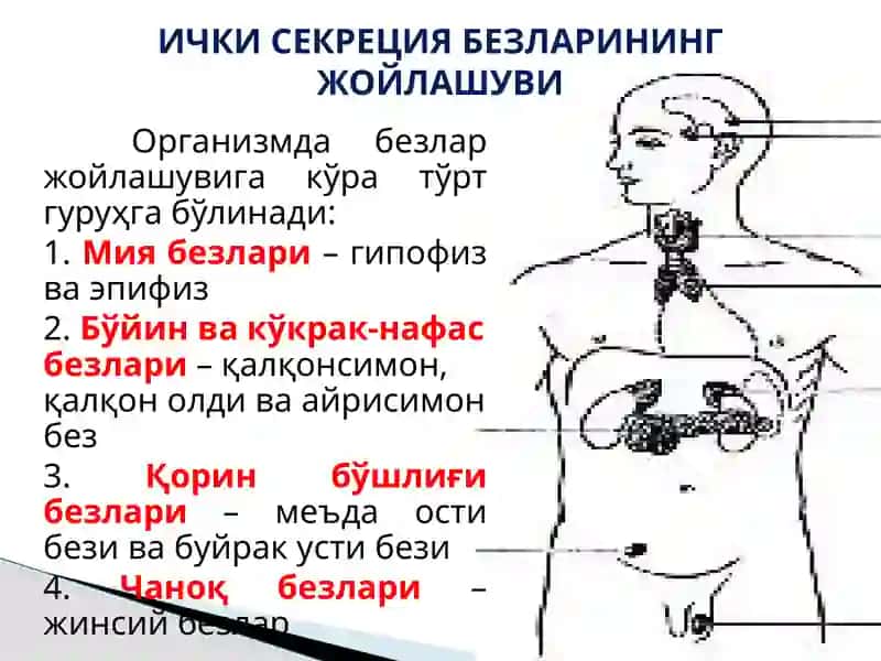 Ички секреция безларининг тузилиши ва аҳамияти 4