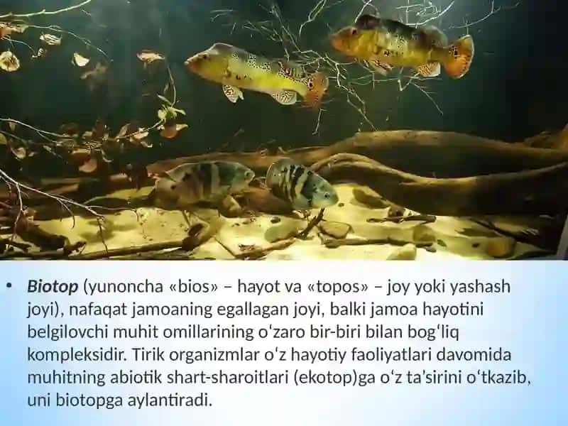 Ekosistema tarkibiy qismlari dars ishlanma 4