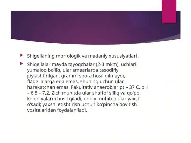 Shigella Bacteria 4