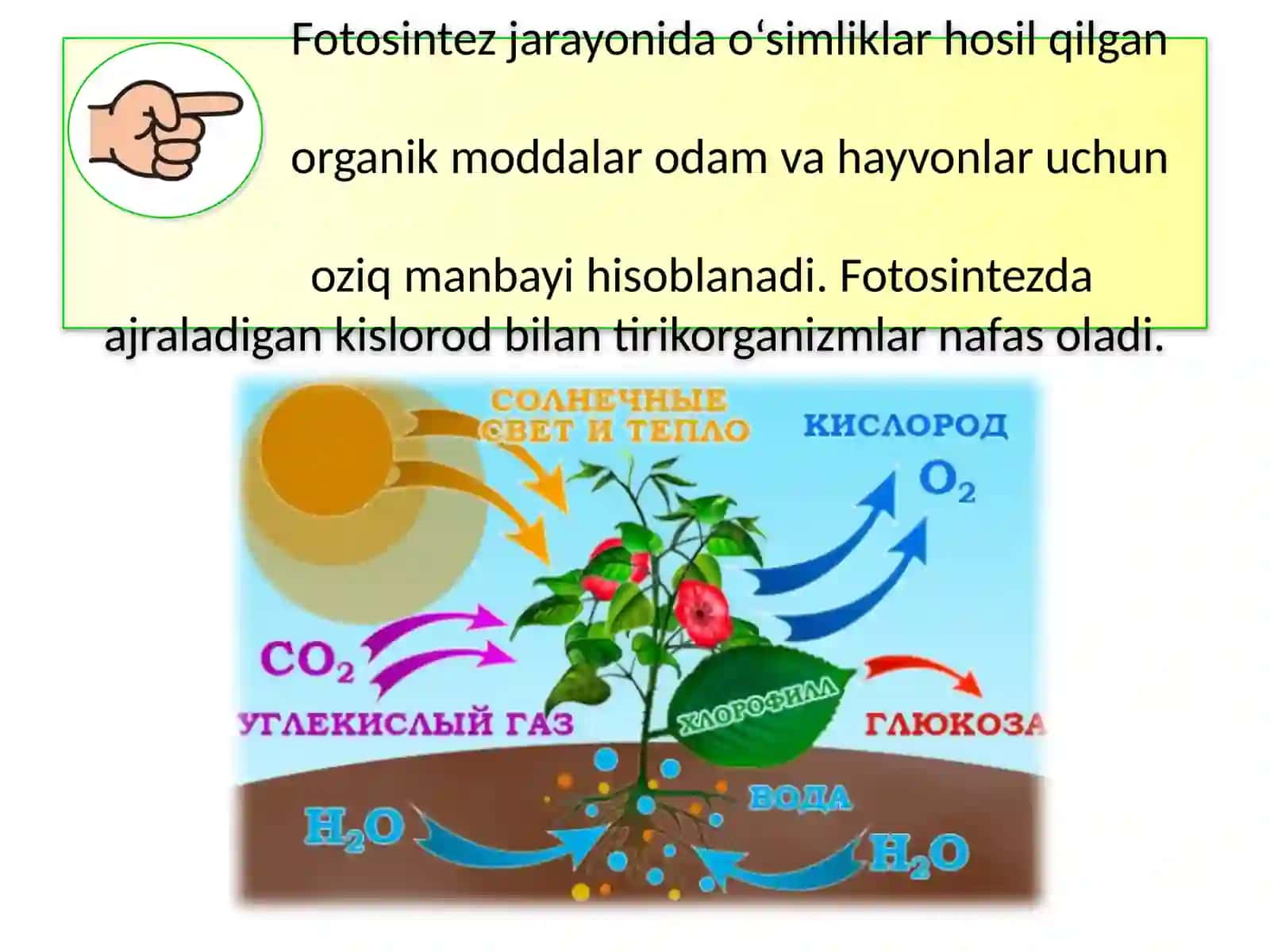 MAVZU.O‘SIMLIKLAR DUNYOSI 4