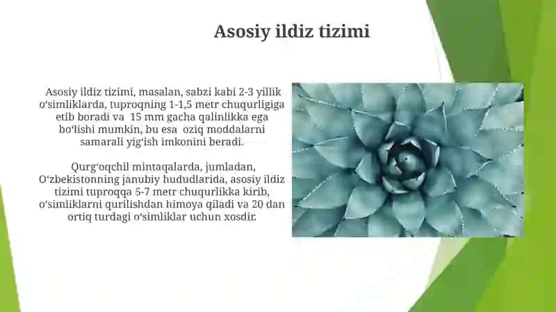 Oʻsimlik ildizlarining turlari va vazifalari 4