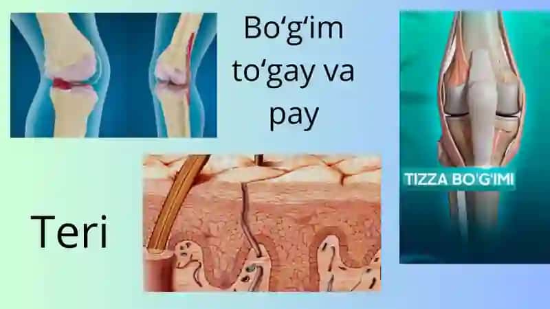 Geteropolisaxaridlar ontogenezi 4
