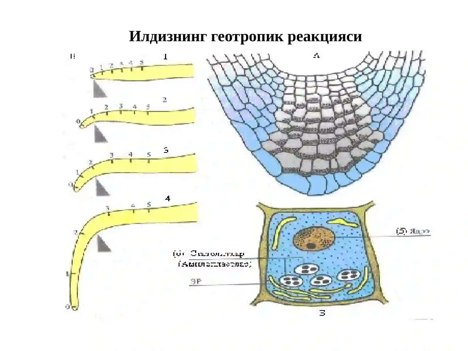 Ўсимликларнинг тиним ҳолатлари ва ҳаракатлари 4