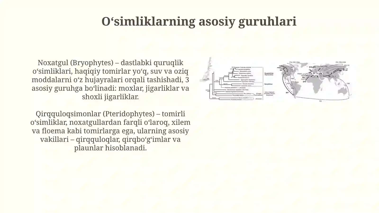 O’simliklarfilogenezi 4