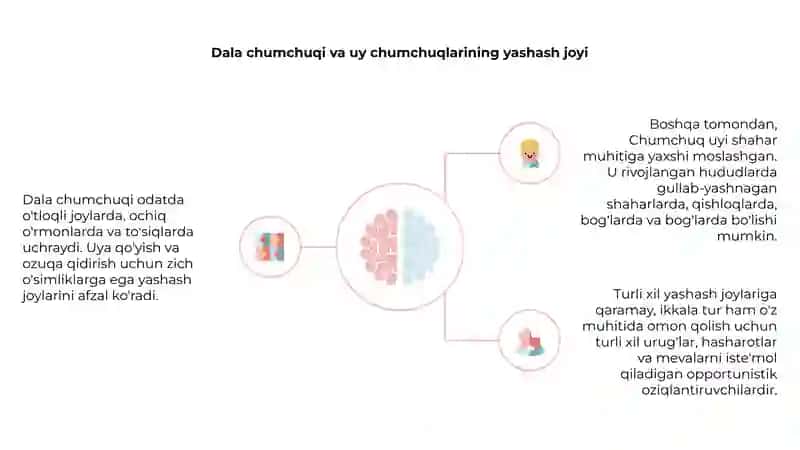 Dala chumchuq va uy chumchugi 4