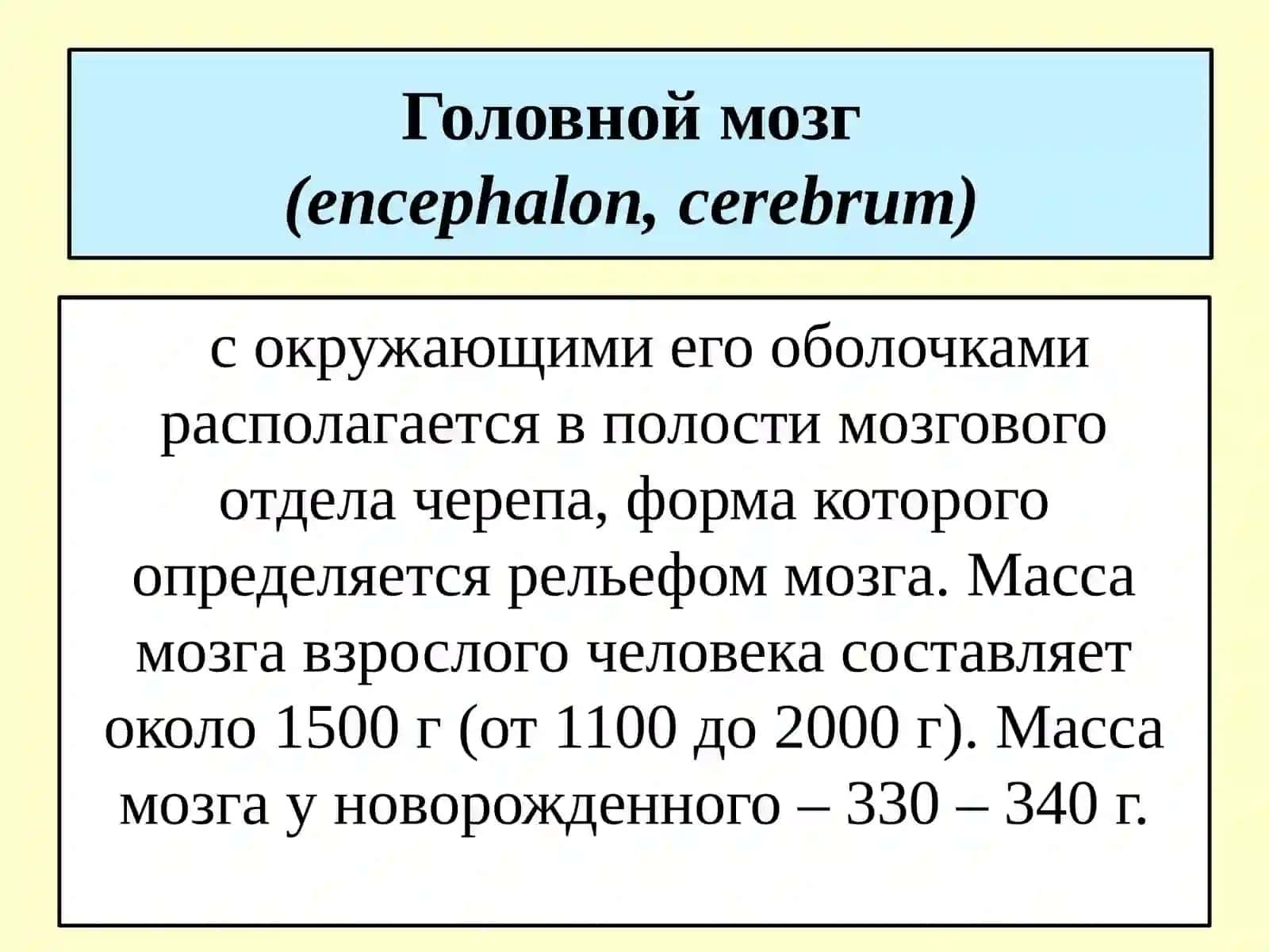 ГОЛОВНОЙ МОЗГ 4
