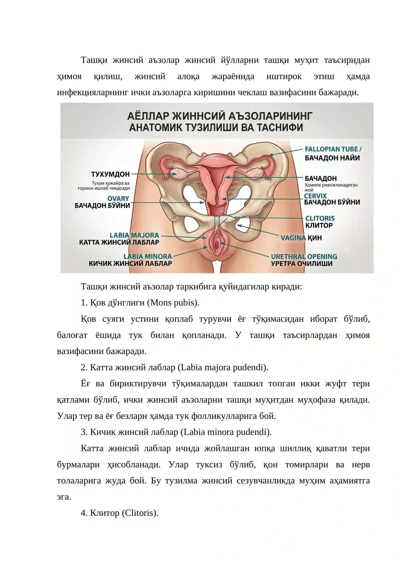 Аёллар жинсий аъзолари. Бачадон ва унинг тузилиши 4
