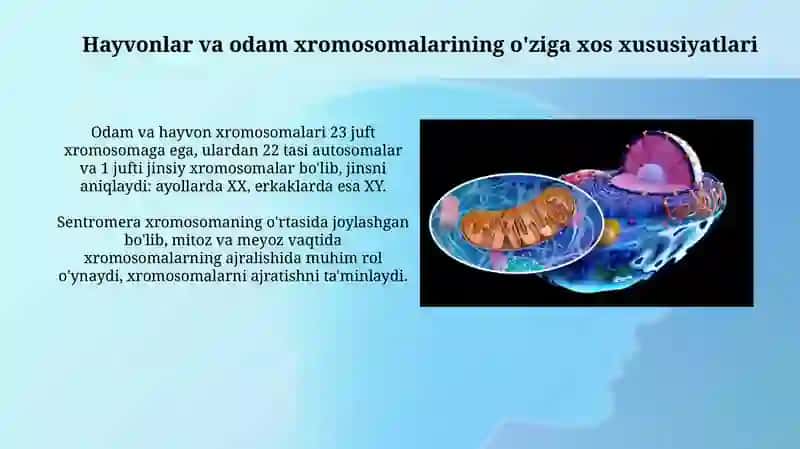 Hujayra tuzilishi 4
