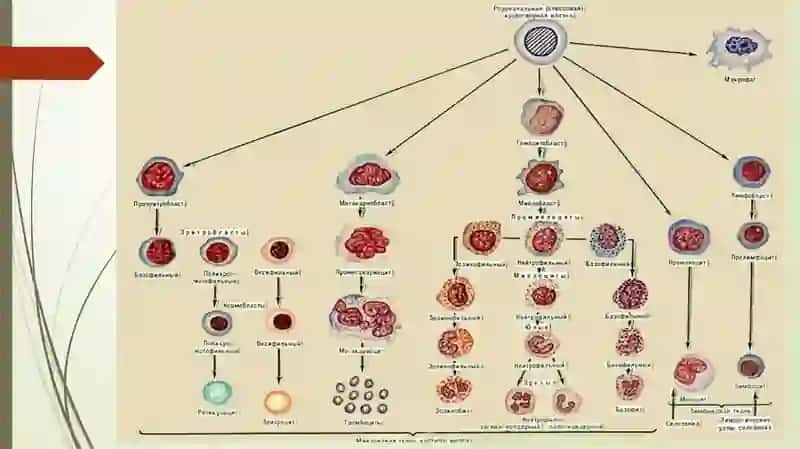 Trombotsitlar fiziologiyasi 4