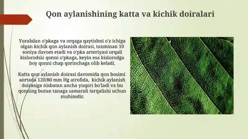 Yurak-qon tomir tizimi 4