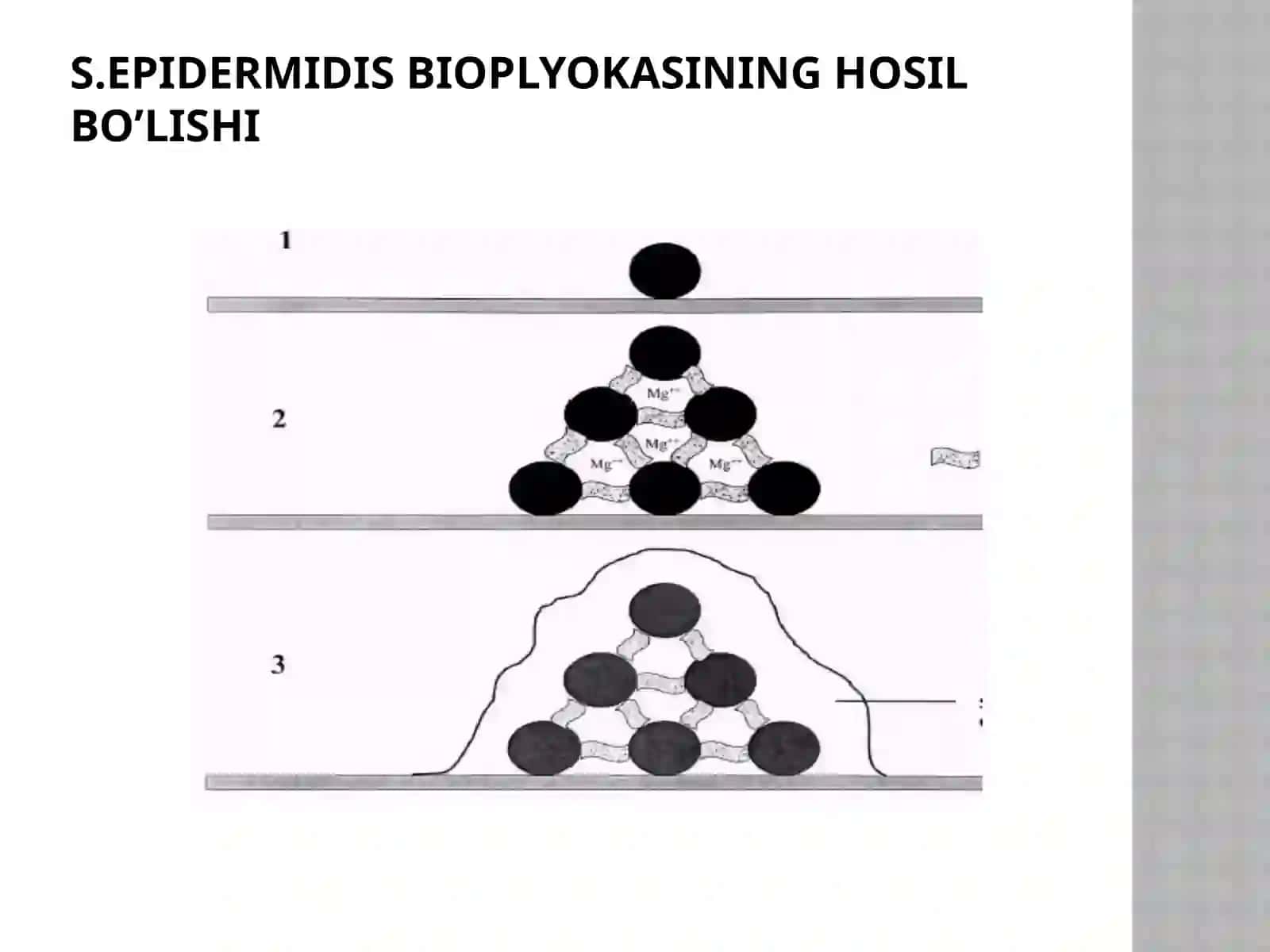 BAKTERIYALARNING BIOPLYONKASI 4