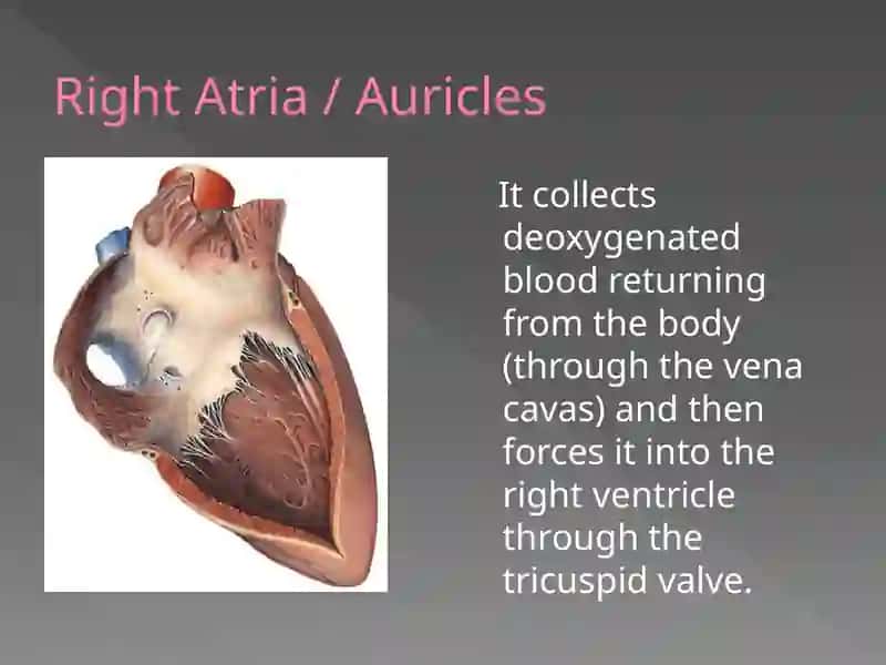 Work on the human heart 4