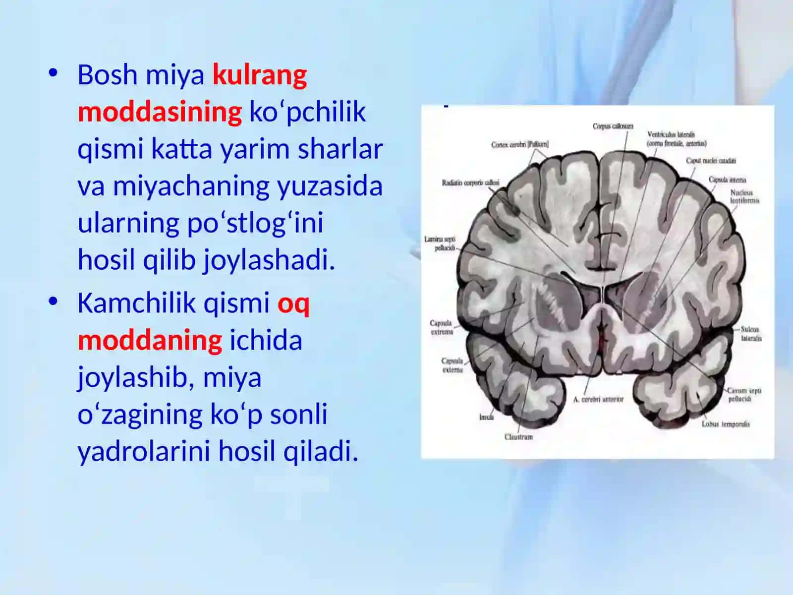 NERV TIZIMI.BOSH MIYA 4