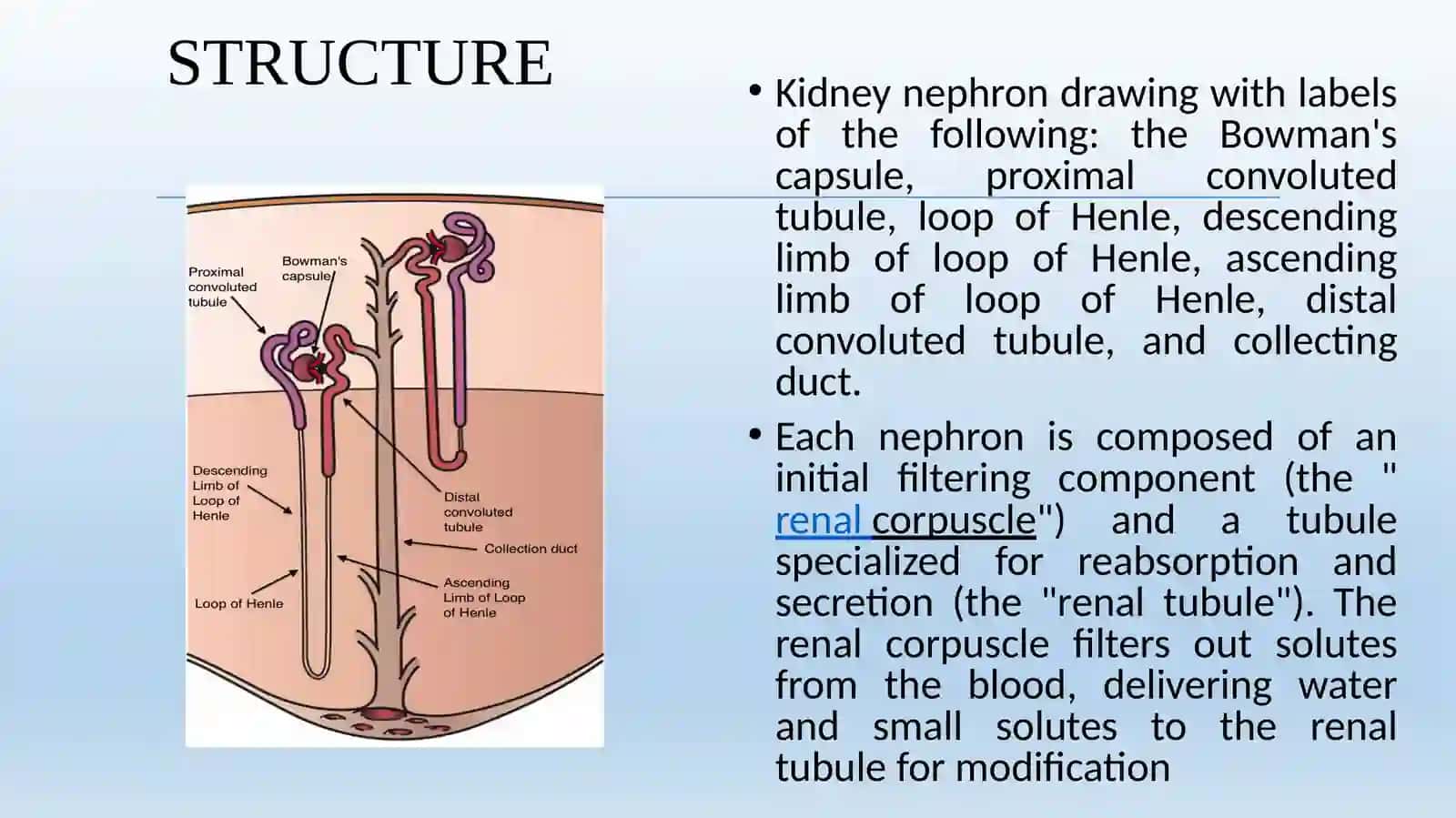 CHRONIC RENAL FAILURE 4