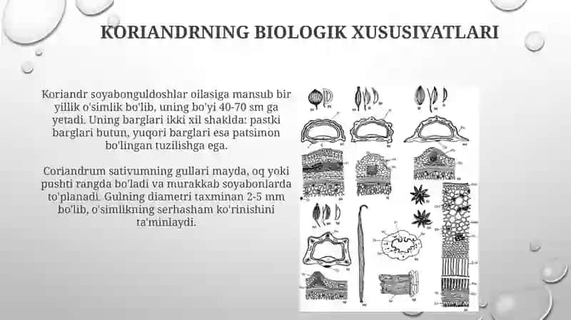Efir moyli ekinlarning umumiy tavsifi 4