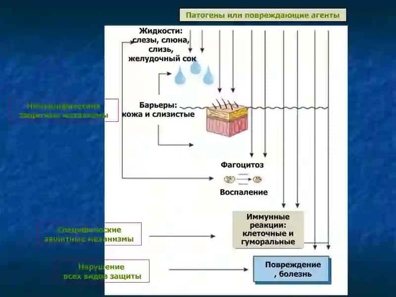 Патофизиология воспаления 4