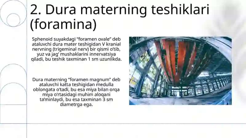 Bosh miyaning tuzilishi 4