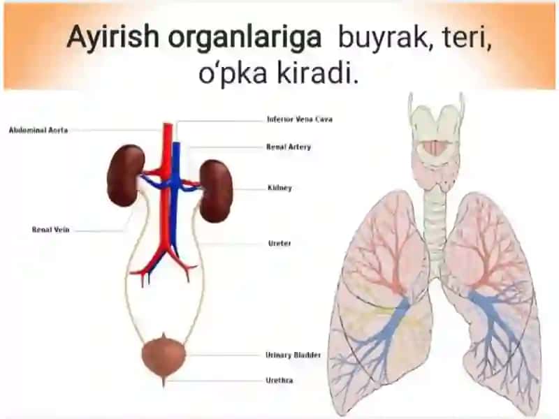 Siydik ayirish organlari 4