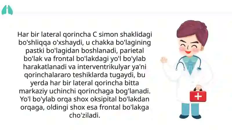 Yonqorinchalar anatomiyasi 4
