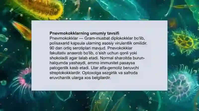 Pnevmokokk, meningokokklar, Haemophilus influenzae 4