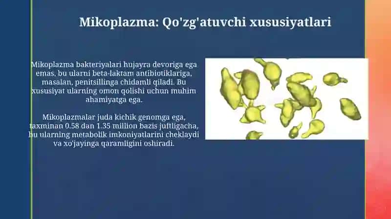 Chlamydia va Mikoplazma 4