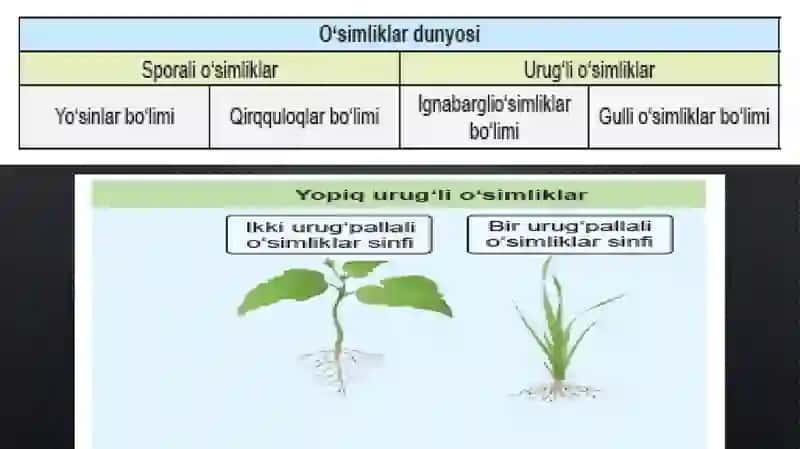 O‘SIMLIKLAR DUNYOSI 4