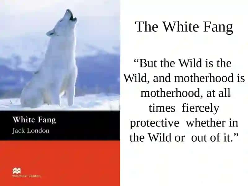 The Call of the Wild 4