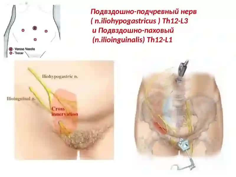Иннервация малого таза 4
