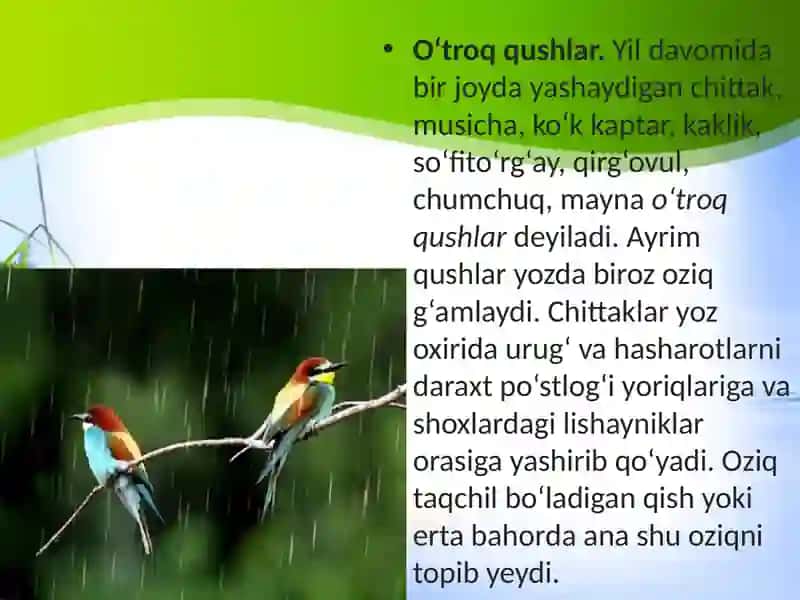 Qushlarning mavsumiy hodisalari 4