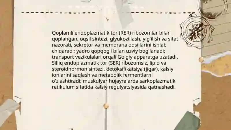 Endoplazmatik tor 4