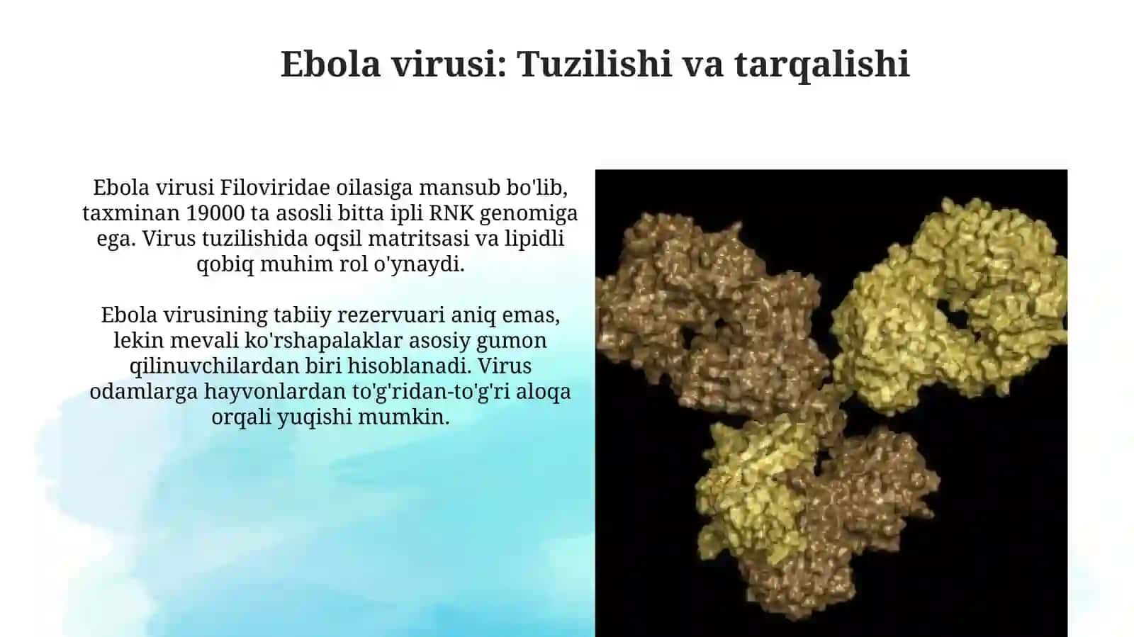 Ebola, Lassa, Zikaviruslari 4
