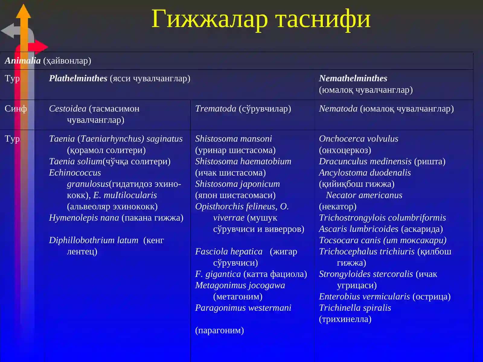 Гельминтозлар 4