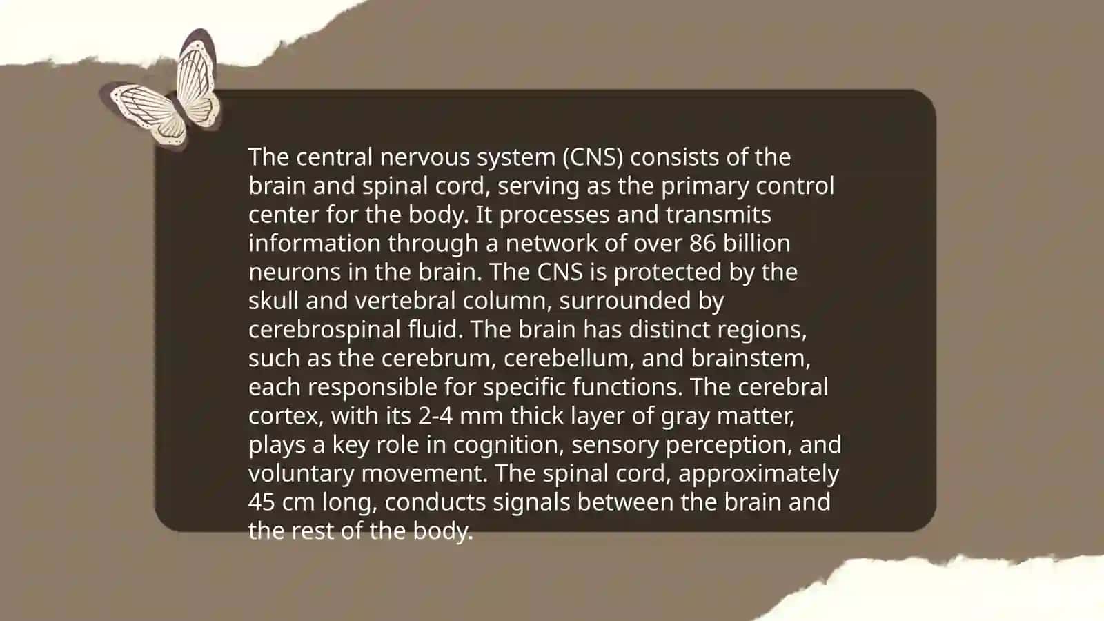 Nervous System by Axtamova Nozanin 4