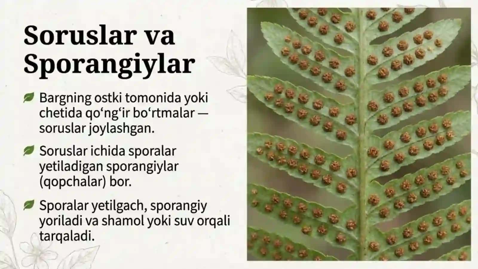 Qirqquloqlar bo'limi 4