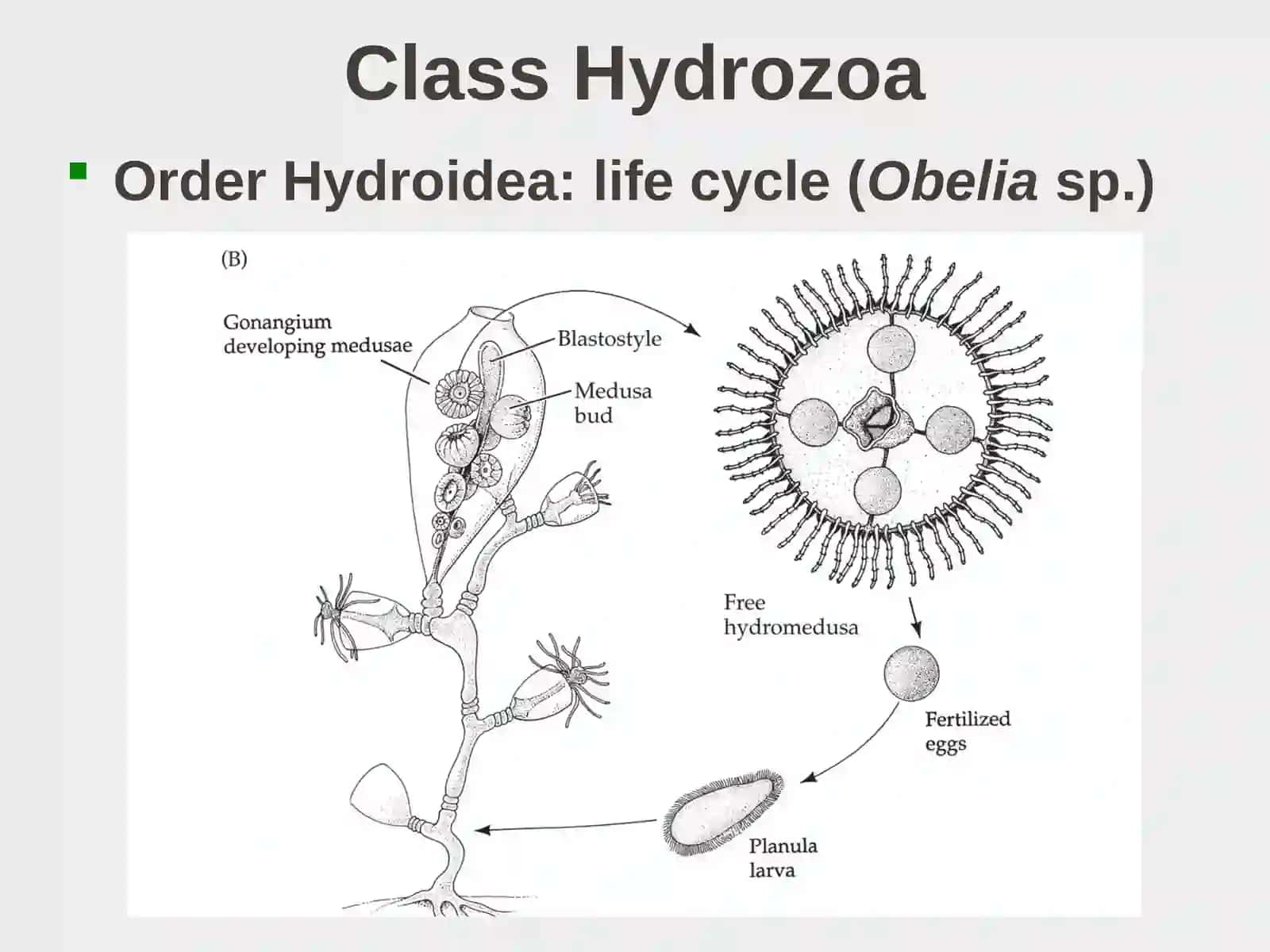 Class Hydrozoa Lecture on Phylum Cnidaria 4