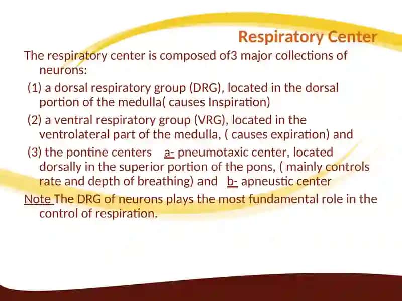 Regulation of Respiration 4