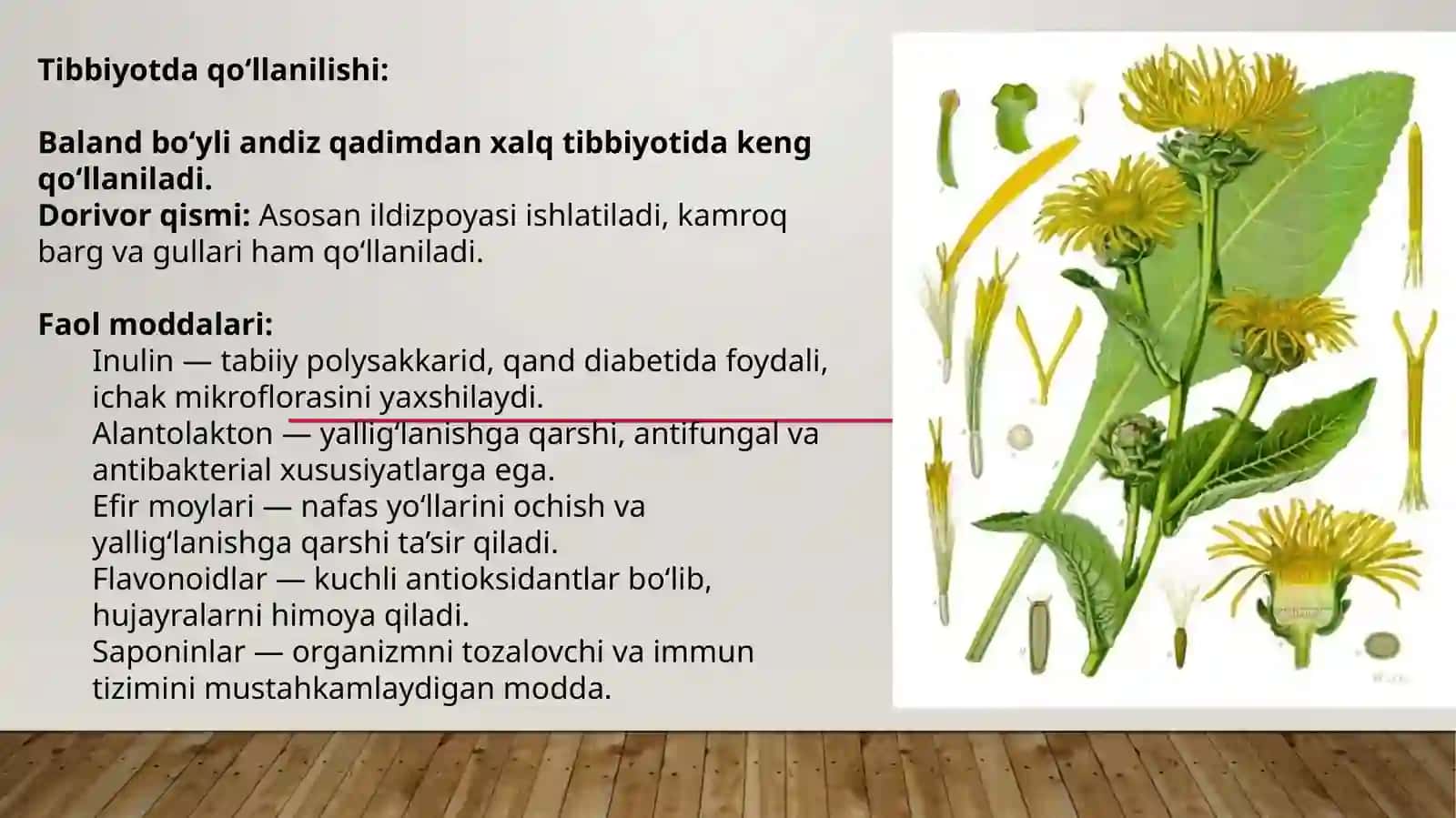 Balandbo‘yliandiz (Inula helenium L.) 4