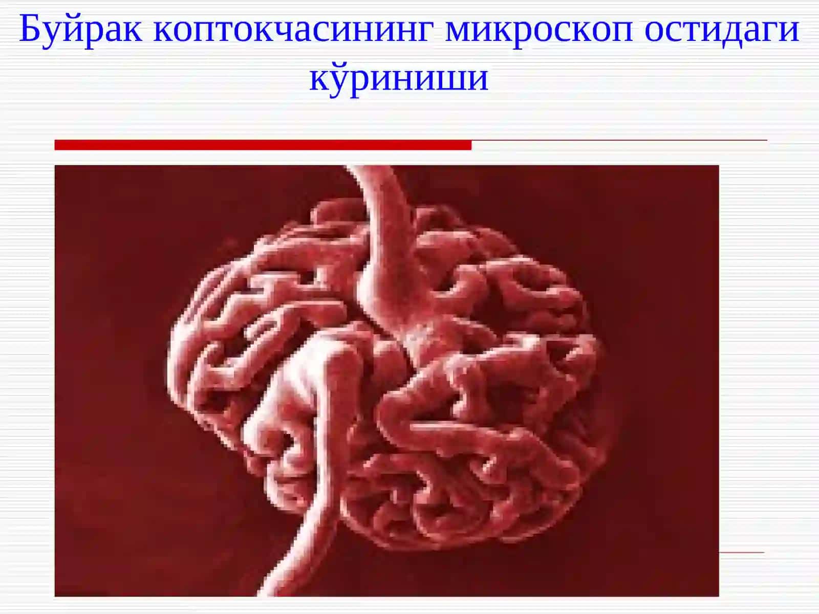 БОЛАЛАРДАГЛОМЕРУЛОНЕФРИТЛАР 4
