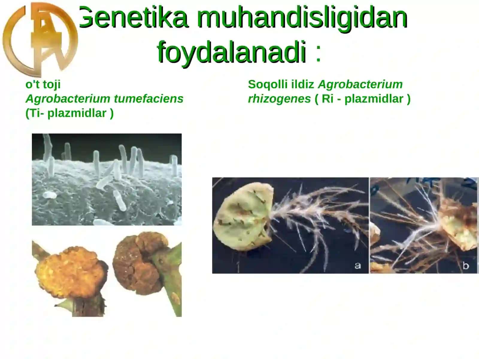 O'simliklar genetik muhandisligi 4