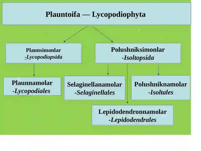 Plauntoifa — Lycopodiophyta o’simliklar bo’limi 4