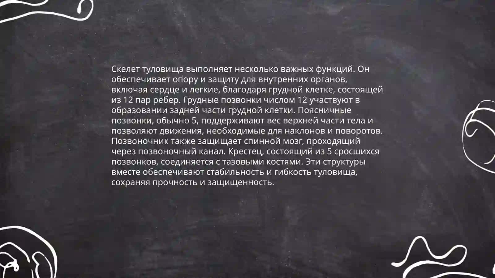 Скелет туловиша 4