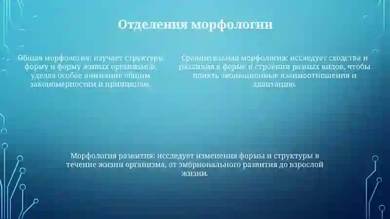Морфология 4