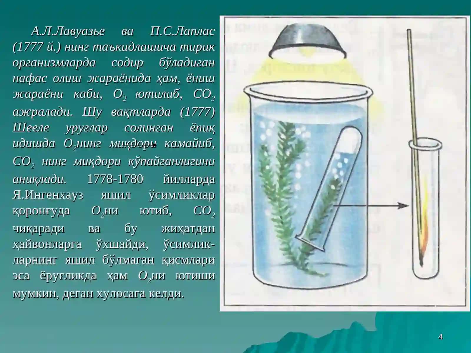 Ўсимликларнинг нафас олиши 4