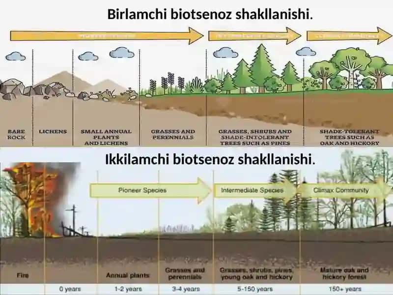 Biotsenoz va ekosistema 4