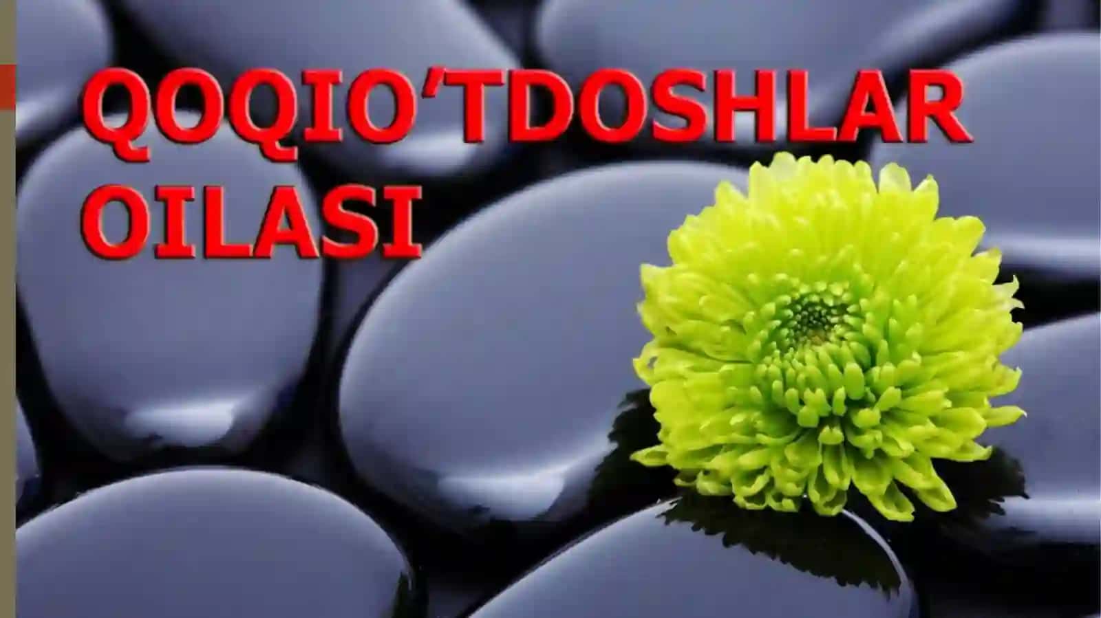 Qoqioʻtdoshlar(Asteraceae)oilasi 4